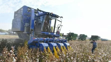 Елімізде 25 мыңнан астам агроқұрылым мақта шаруашылығымен айналысады