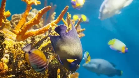 Названы последствия полного вымирания морской жизни  