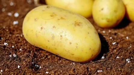 Урожай зерна и картофеля в РК резко сократился 