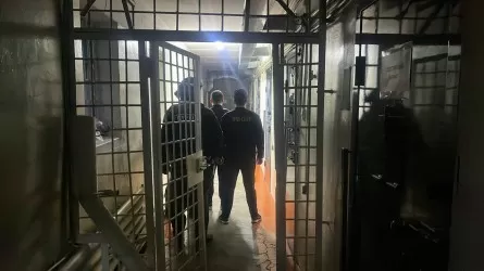 Похитителей сеянцев сосны на полмиллиарда тенге осудили в области Абай 