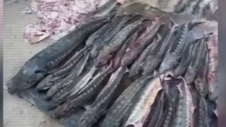 Жаңаөзенде жарты тоннадан астам бекіре балығы тәркіленді
