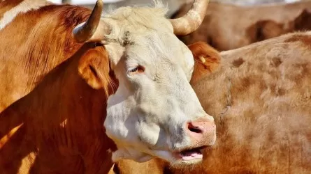 Елімізден бұқаларды экспорттауға уақытша тыйым салынды