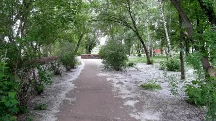 Төтенше жағдайлар министрлігі терек мамығына қатысты ескерту жасады