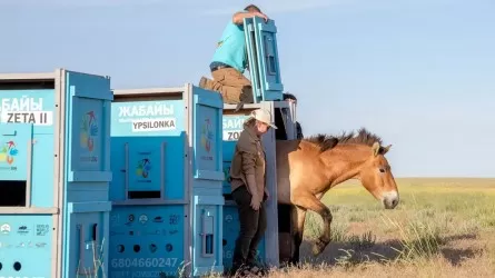 Маусымда Қазақстанға Чехиядан 8 Пржевальский жылқысы жеткізіледі