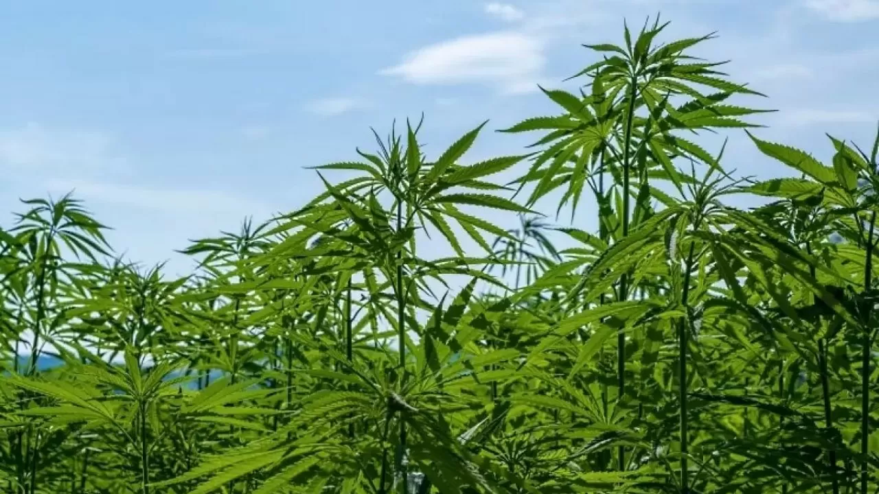 Елімізде медициналық мақсатта қарасора өсіріледі