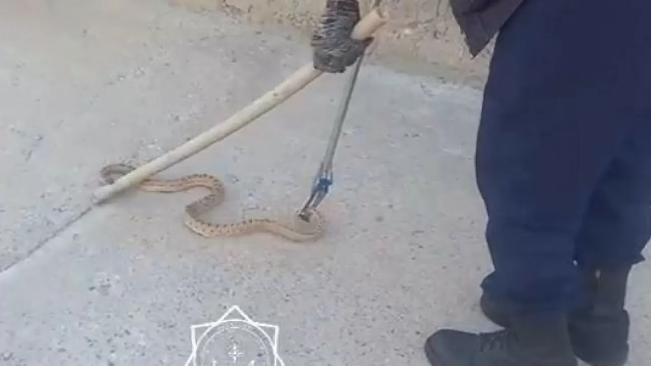 Көктем шыққалы Шымкентте жылан қаптай бастады