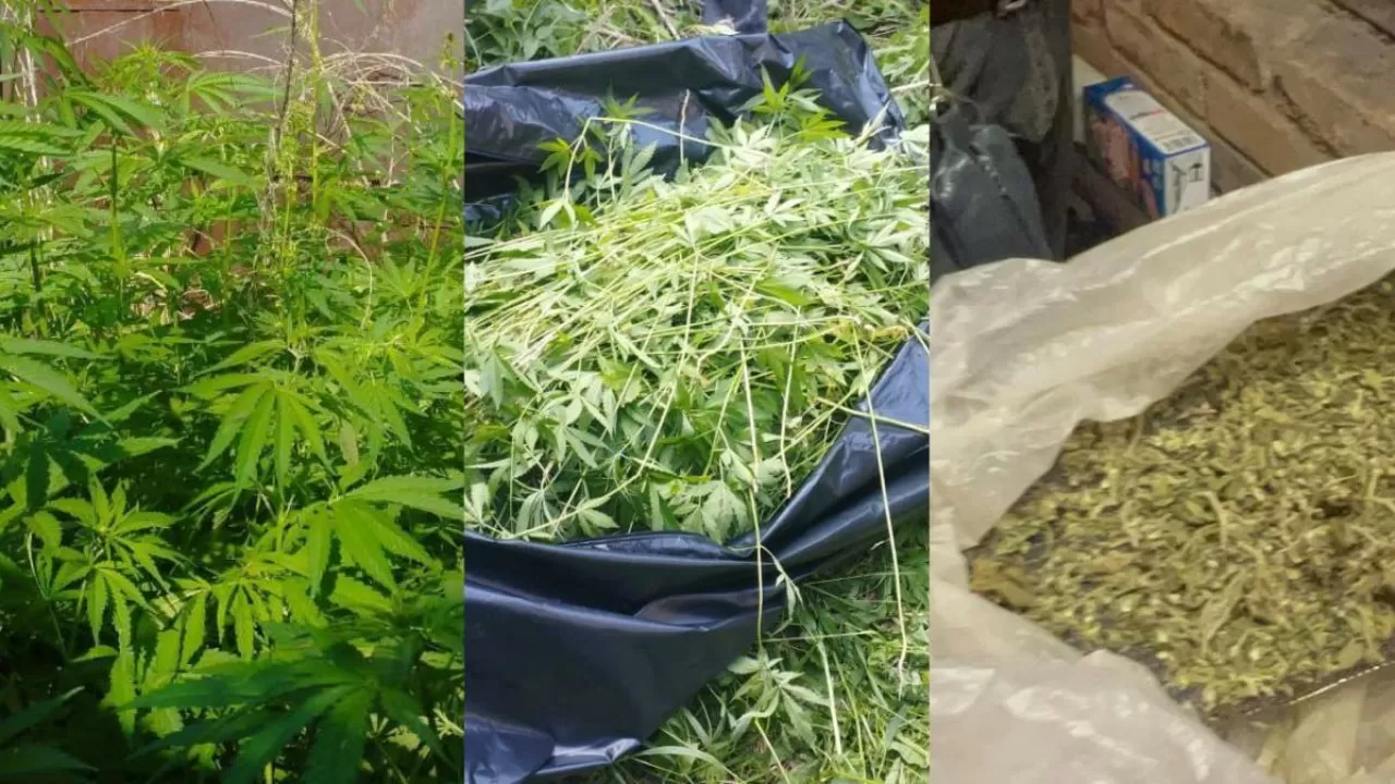 Целая плантация конопли обнаружена на частном подворье в Акмолинской области