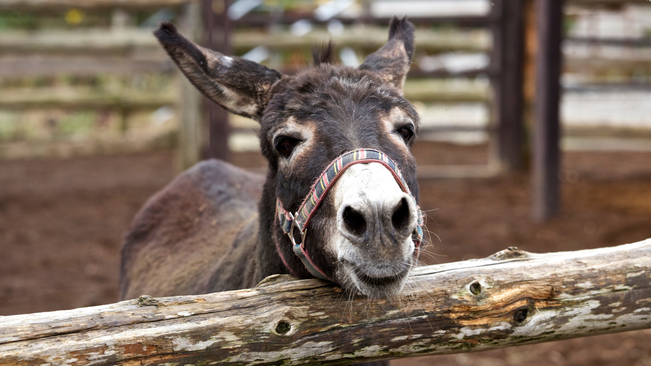 Жетілген әйелдің үлкен волосатые письки