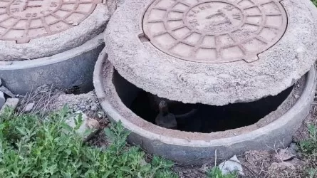 Ақтөбе облысында 9 жасар қыз бен ер адам құдыққа түсіп мерт болды