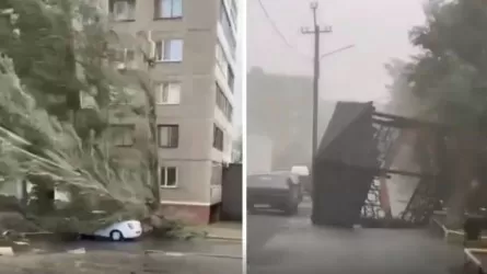 Павлодарда қатты желден құлаған ағаш бұтасы такси жолаушысының кеудесіне қадалып қалған