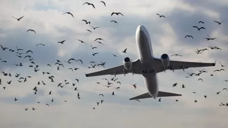 Ұшақ құстармен соқтығысты: SCAT шұғыл мәлімдеме жасады