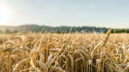Цены на пшеницу в Казахстане начали расти 