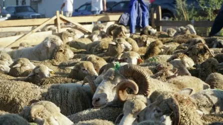 Алматыда құрбандық шалатын 12 орын белгіленді