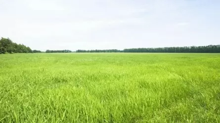 Фермеры просят разрешить аренду пастбищ в лесу на 20 лет 