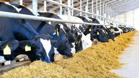Елімізде асыл тұқымды мал сатып алу бағдарламасы қайтадан іске қосылады