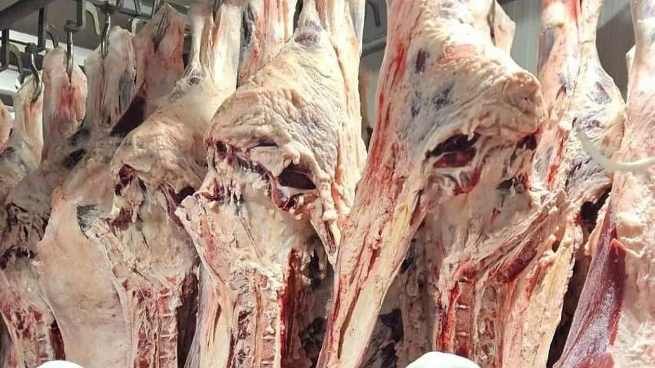 Без паники: мясо казахстанской сайги безопасно