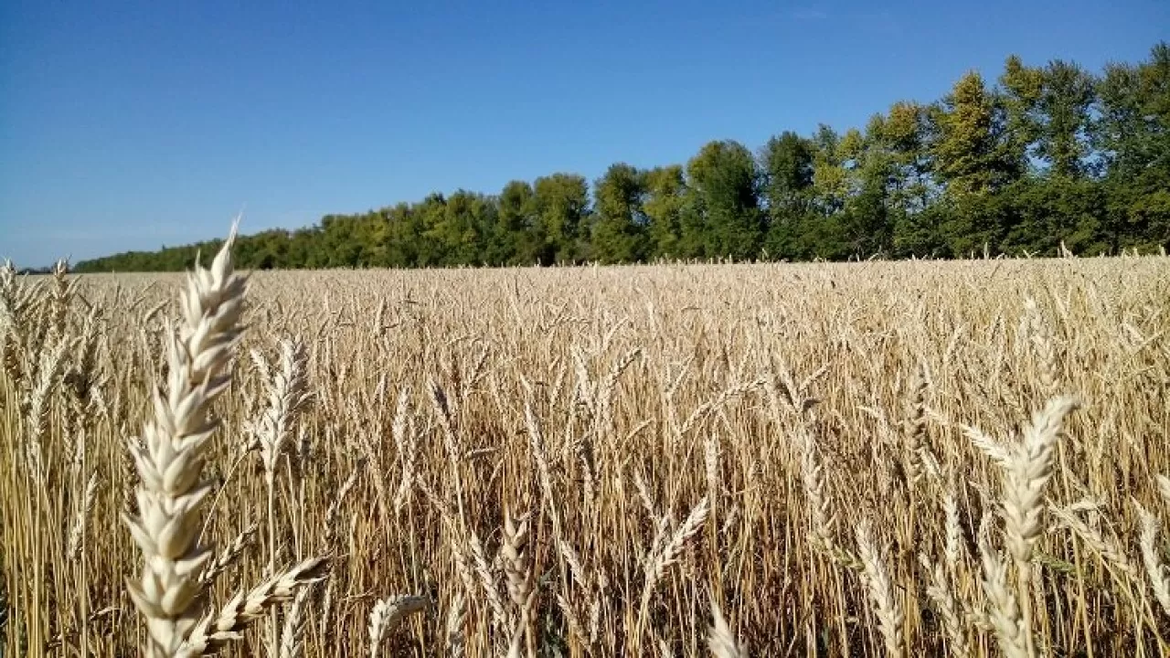 Оңтүстікте қуаңшылықтан 49 мың гектар бидай алқабы қураған