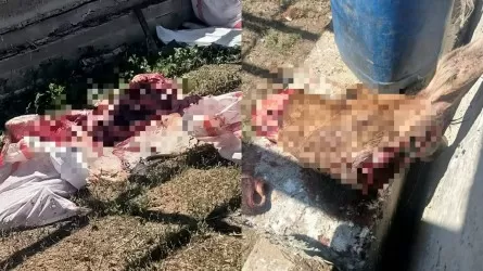 Ақтөбе облысында бұланды заңсыз атқан браконьер ұсталды
