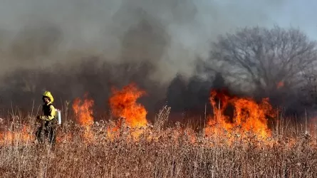 Число лесных пожаров в два раза увеличилось в Павлодарской области 
