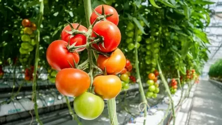 ЕАЭС изучает опыт поддержки агропереработки 