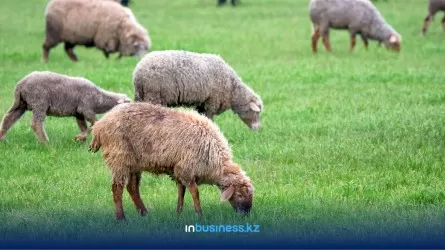 В Узбекистане хотят развести миллион овец, завезенных из Монголии