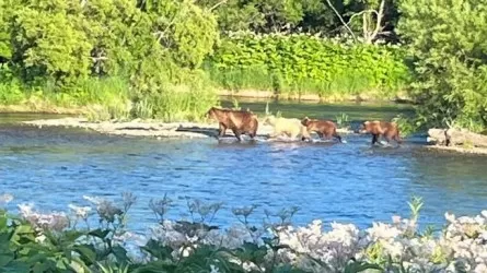 Белый медвежонок замечен на юге Камчатки 