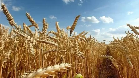 Қазақстанда халықаралық «Астық 2025» конференциясы өтеді