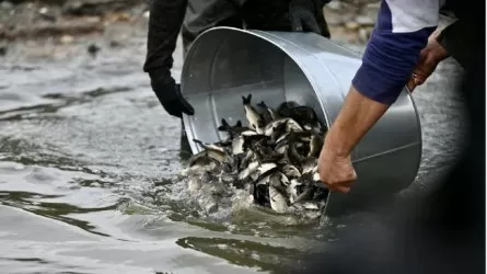 Масштабное зарыбление водоемов проводится в СКО  