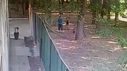 «Иттер тек өз иелігін қорғады»: 10 жастағы балаға жасалған шабуылдың бейнежазбасы көрсетілді
