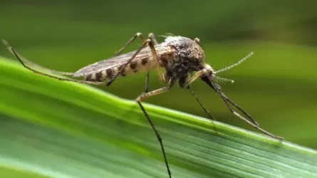 Қытайда маса арқылы таралатын қауіпті вирус өршіп тұр