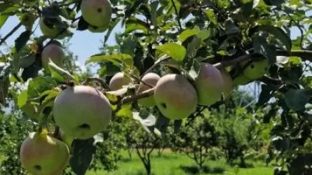 Казахстан возрождает легендарный сорт яблок "Апорт" 