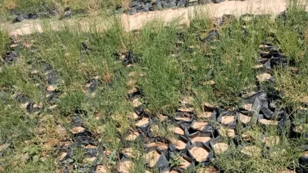 Жизнь после воды: возможно ли воссоздать оазисы на дне Арала