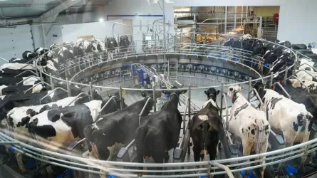 Мал өнімін заңсыз саудалағандар қылмыстық жауапкершілікке тартылуы мүмкін 