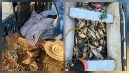 ОПГ по незаконному лову рыбы задержали на Бухтарминском водохранилище 