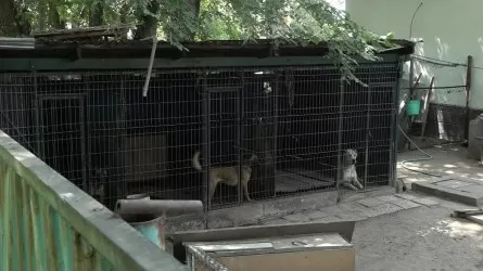 Қабаған иттер талаған 10 жастағы баланың қазіргі жағдайы белгілі болды 