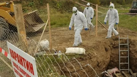Сібір жарасына байланысты Атбасар ауданындағы 2 ауылға карантин жарияланды