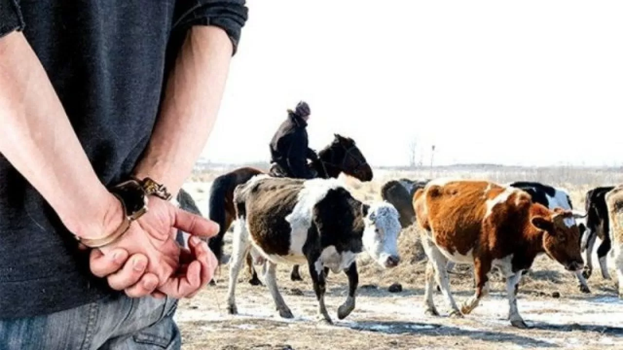 Еліміздің 3 өңірінде мал ұрлығымен айналысқан қылмыстық топтар ұсталды