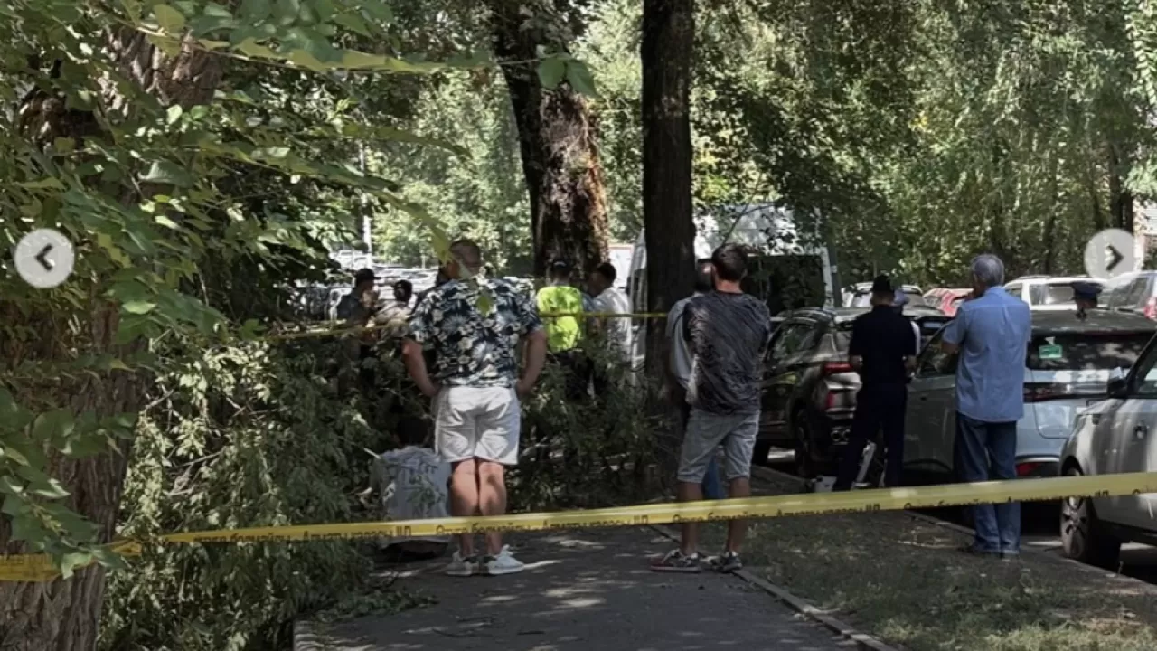 Алматыда кофе алуға шыққан бойжеткеннің үстіне ағаш құлап, көз жұмды