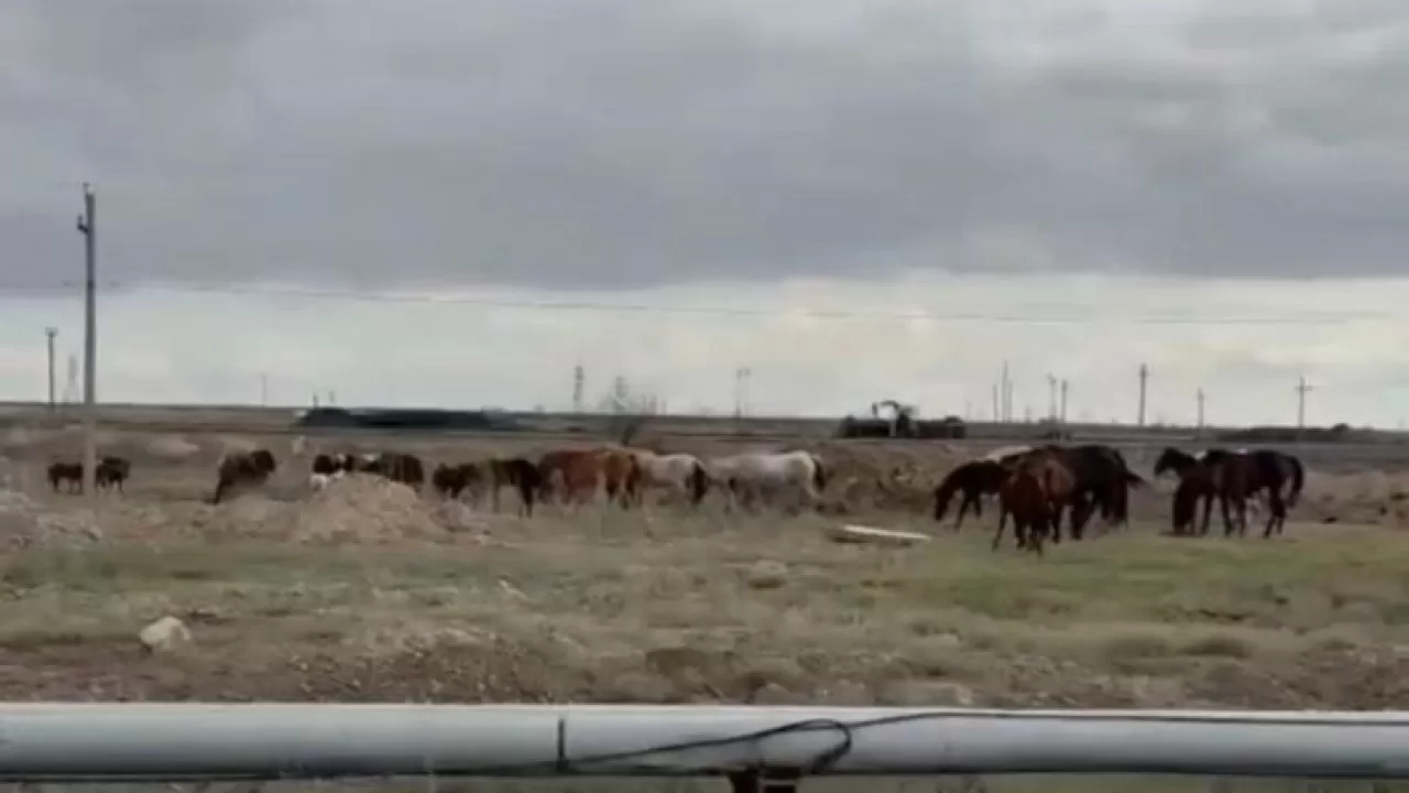 Владелец лошадей пытался отбить их у полиции в Павлодарской области 