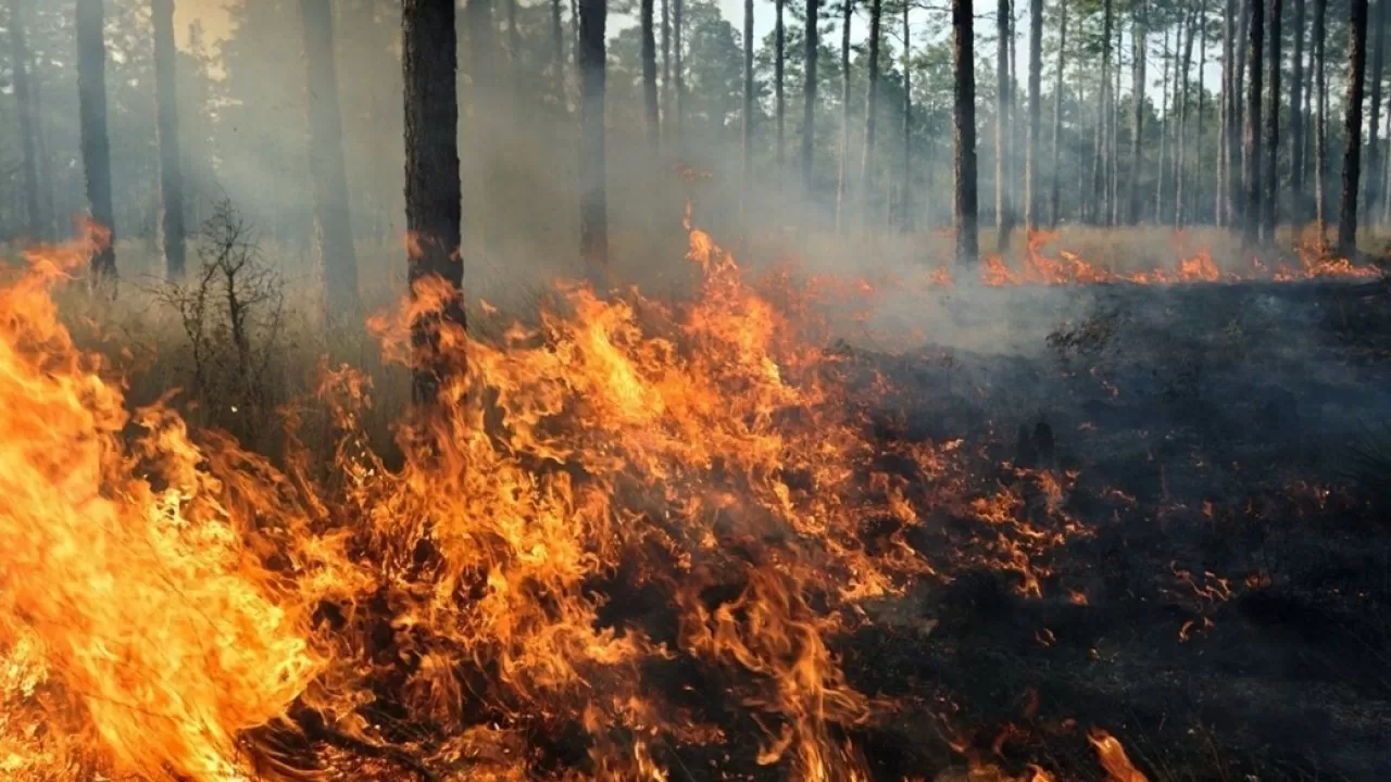Число жертв масштабных пожаров в Испании растет: задержаны 37 человек 