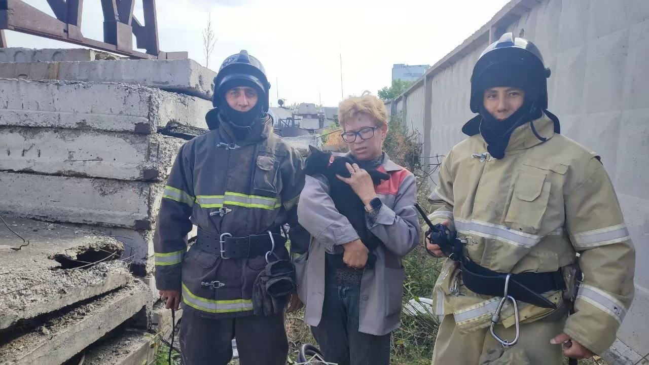 Спасатели извлекли кошку из бетонной плиты в Караганде 