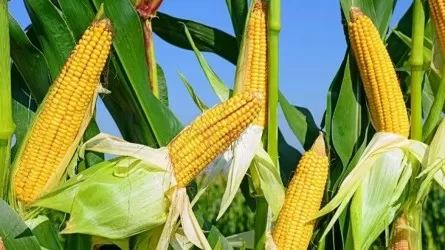 Жамбыл облысының диқандары бұрын су бармаған алқаптардан өнім жинап жатыр