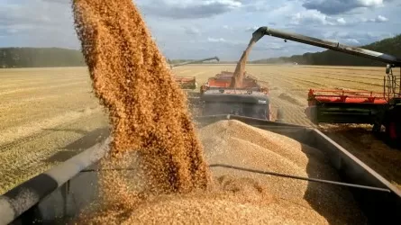 «Марокко, Алжир, Вьетнам...»: Қазақстан астықты түрлі мемлекетке экспорттап жатыр 