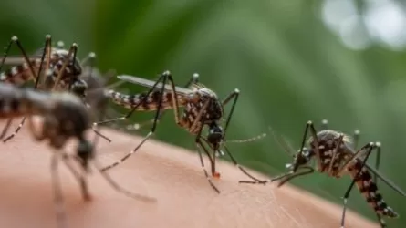 Чикунгунья: что нужно знать о лихорадке, которая может оказаться смертельной