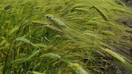 Зачем чиновники торопят костанайских аграриев с уборкой урожая? 