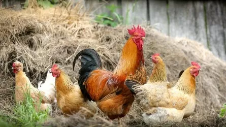 В Казахстане стартовала сельхозперепись 