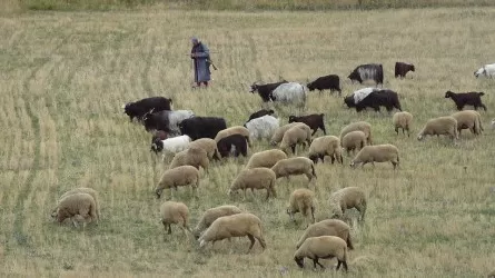 Пропавшего пастуха нашли в Атырауской области  