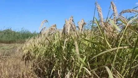 «Сыр сұлуы»: Қазақстанда жаңа күріш сорты шығарылды