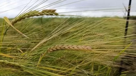 Урожай зерна – предварительные итоги и перспективы