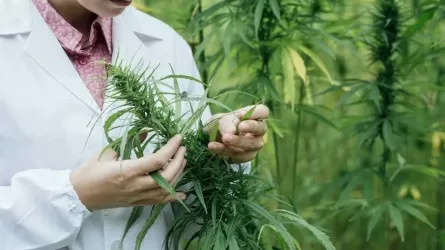 Казахстанцам предлагали зарабатывать на выращивании медицинского каннабиса 